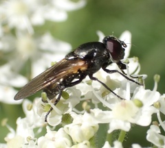 Cheilosia impressa