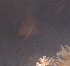 Chelmon marginalis
