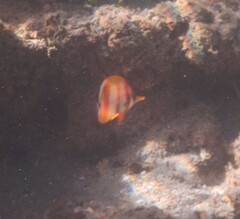 Chelmon marginalis