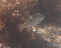 Lutjanus fulviflamma