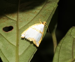 Titulcia confictella