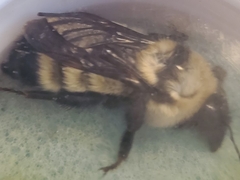 Bombus fervidus