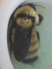 Bombus fervidus