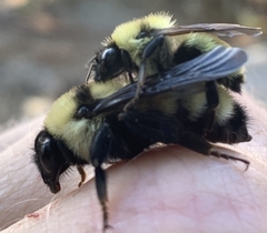 Bombus fervidus