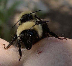 Bombus fervidus