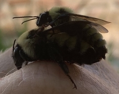 Bombus fervidus