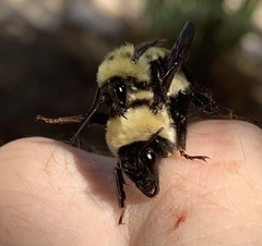 Bombus fervidus