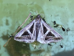 Trigonodes exportata