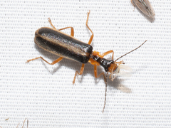 Podabrus brunnicollis