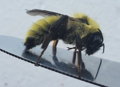 Bombus fervidus