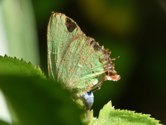 Cyanophrys longula