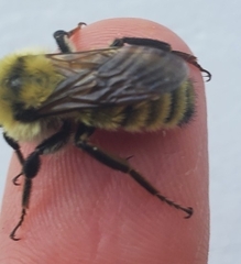 Bombus fervidus