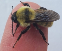 Bombus fervidus