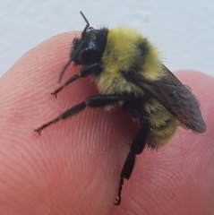 Bombus fervidus