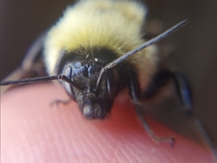 Bombus fervidus