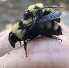 Bombus fervidus