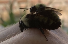 Bombus fervidus