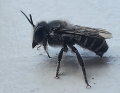 Megachilidae