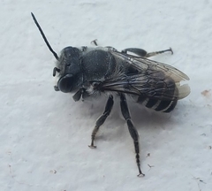 Megachilidae