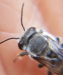 Megachilidae