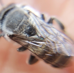 Megachilidae