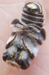 Megachilidae