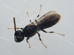 Hylaeus