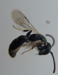 Hylaeus