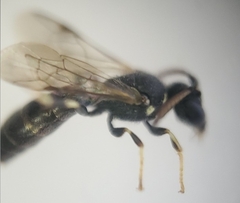 Hylaeus