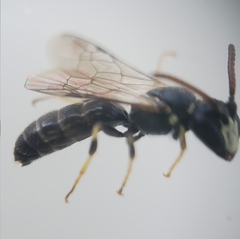 Hylaeus