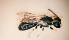 Hylaeus