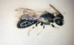 Hylaeus