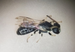 Hylaeus