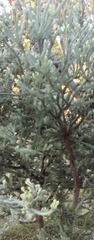 Adenanthos cygnorum