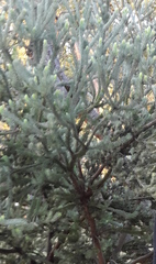 Adenanthos cygnorum