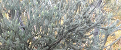 Adenanthos cygnorum