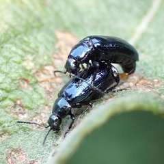 Phratora vulgatissima