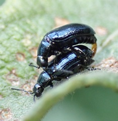 Phratora vulgatissima