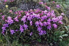 Rhododendron setosum