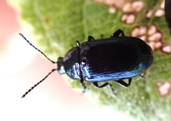 Phratora vulgatissima