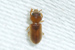 Tropicus pusillus
