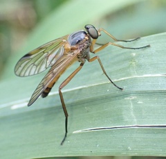 Rhagio immaculatus