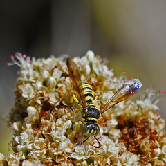 Eucerceris provancheri