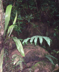 Microsorum membranifolium