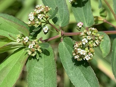 Euphorbia hypericifolia