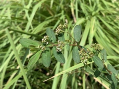 Euphorbia hypericifolia