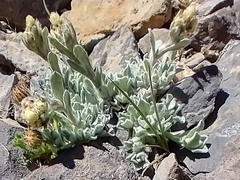 Oreocarya sobolifera