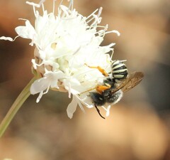 Trachusa interrupta