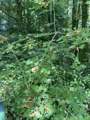 Crataegus pentagyna