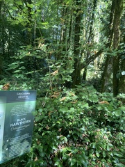 Crataegus pentagyna